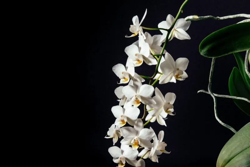 A white orchid stem on a dark background