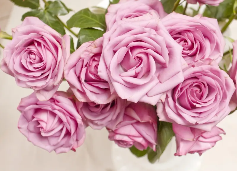 A bunch of soft pink roses